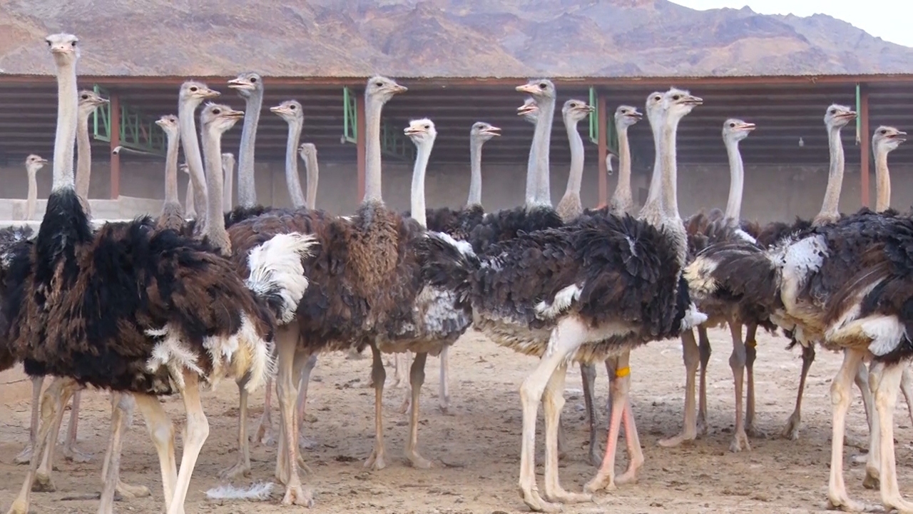 راه اندازی بزرگترین مزرعه پرورش شتر مرغ  هرمزگان در حاجی آباد