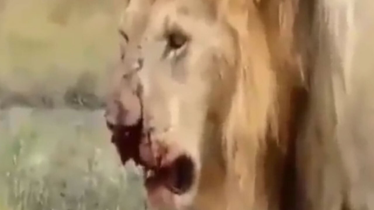 آسیب دیدن شیر‌ها در هنگام شکار گورخر + فیلم