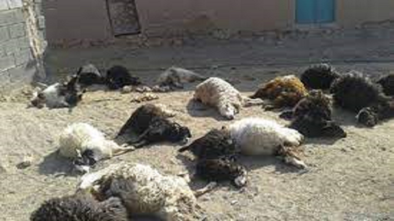 تلف شدن ۳۰۰ راس گوسفند در آذرشهر