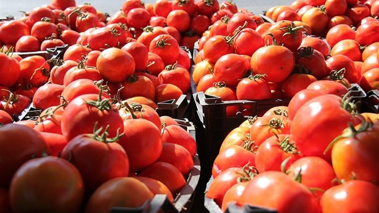 اعتصاب کامیون‌داران در افزایش قیمت گوجه تاثیری نداشته