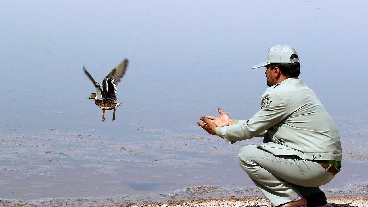 رهاسازی ۴۳ بال انواع پرندگان وحشی در استان اردبیل