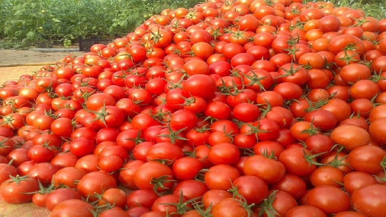 علت افزایش قیمت گوجه فرنگی در چند روز اخیر