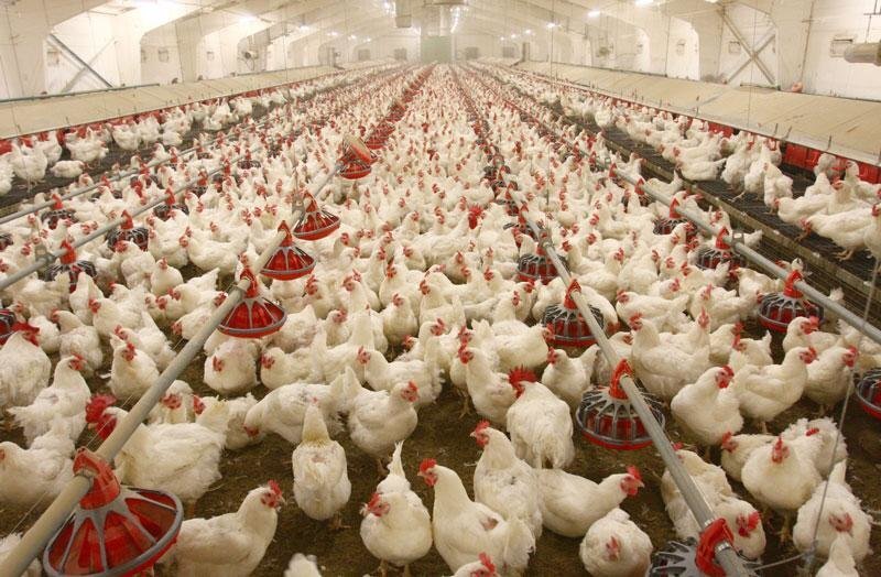 اعلام آمادگی شرکت پشتیبانی امور دام خراسان شمالی برای خرید مرغ‌های گرم تولیدی