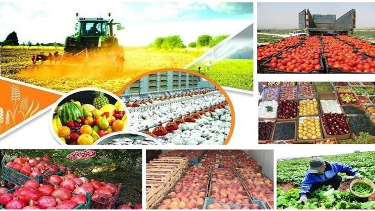 ۲۹۷ فرصت شغلی جدید در بخش کشاورزی فیروزآباد فراهم شد