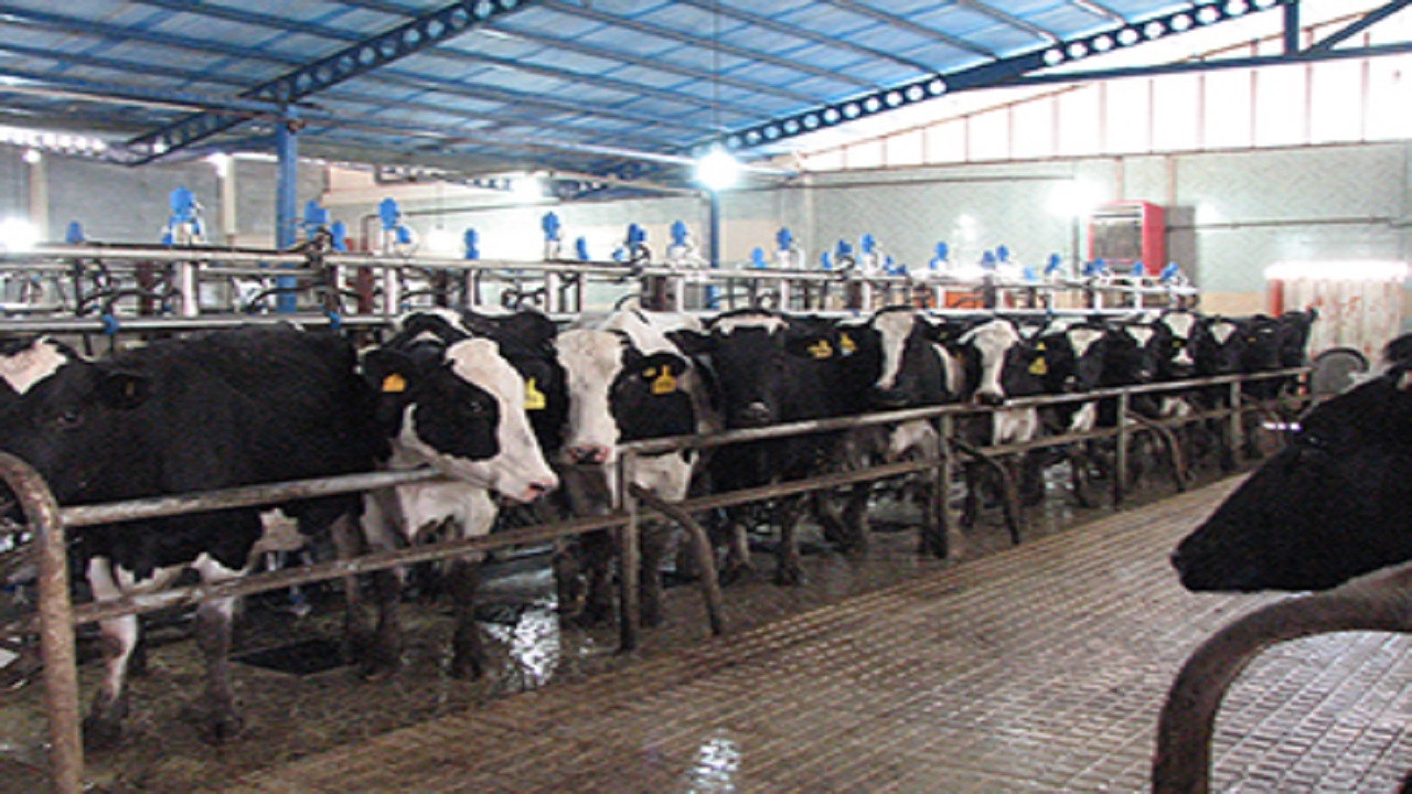 افزایش بیش از ۷ درصدی تولید شیر در واحد‌های دامی استان قزوین