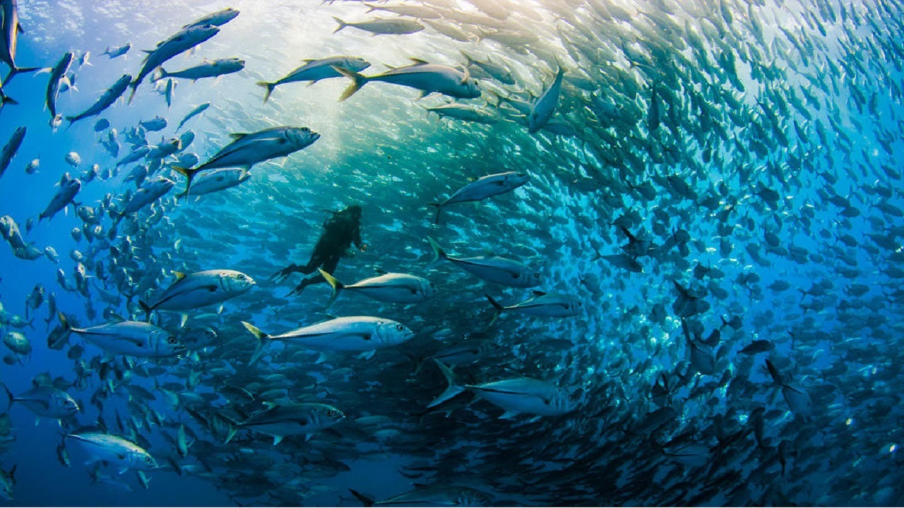 فیلمی از شنا کردن ماهی ها به شکل قلب