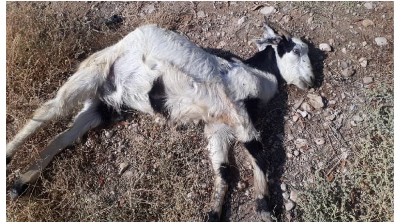 حمله پلنگ گرسنه به گله گوسفندان در مانه و سملقان