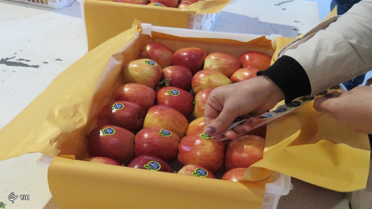کاهش ۵۰ درصدی صادرات سیب درختی در آذربایجان غربی