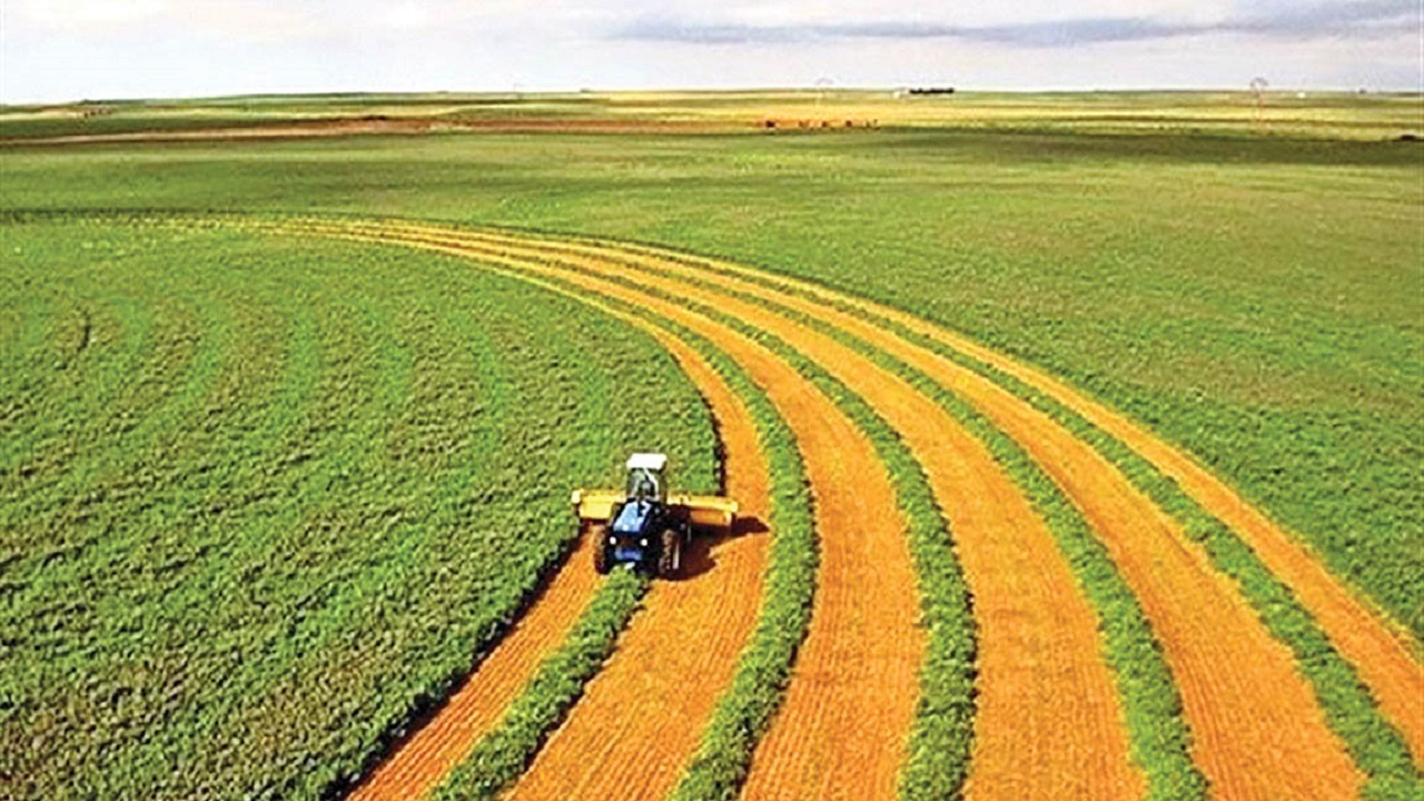 انعقاد بیش از ۱۱ هزار و ۴۵۳ قرارداد با کشاورزان گندم کار آبی