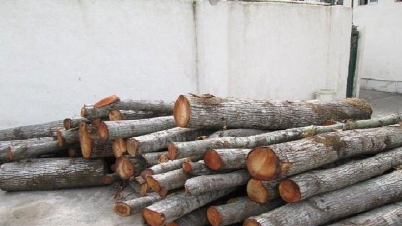 کشف ۳ تن چوب جنگلی قاچاق در علی آبادکتول