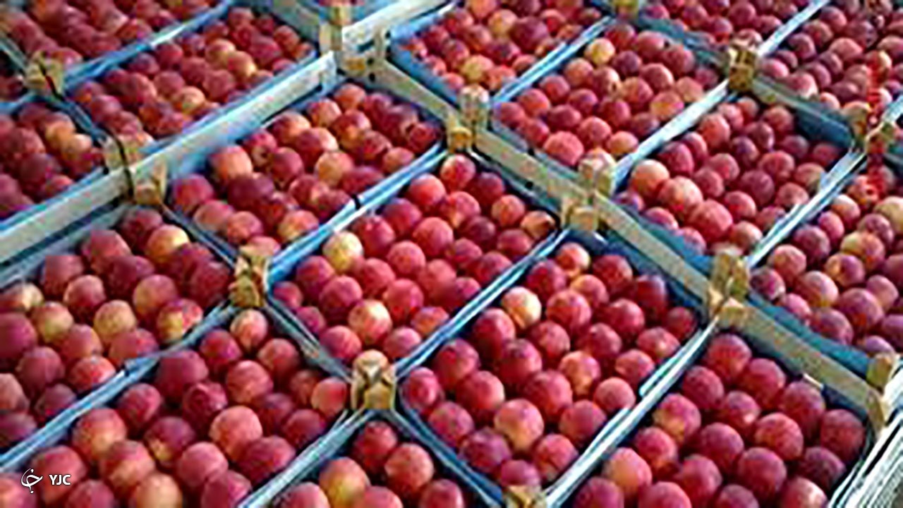 صادرات سیب به روسیه و قزاقستان با کشتی اختصاصی