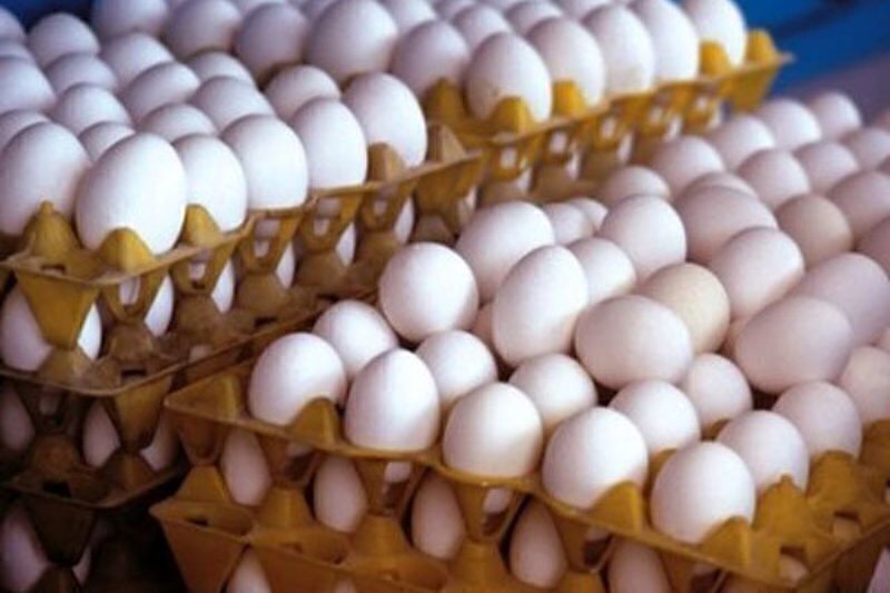 قیمت تخم مرغ ۲۰ درصد کمتر از نرخ مصوب است