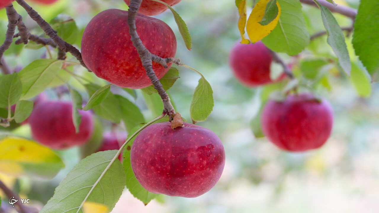 ارسال ۳۴ هزار تن سیب زیر درختی به صنایع تبدیلی در مهاباد