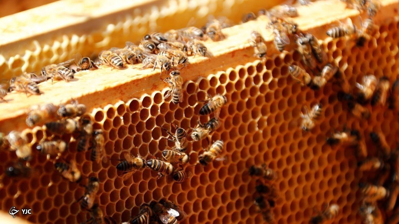 تولید عسل در مهاباد ۳۰ درصد افزایش یافت