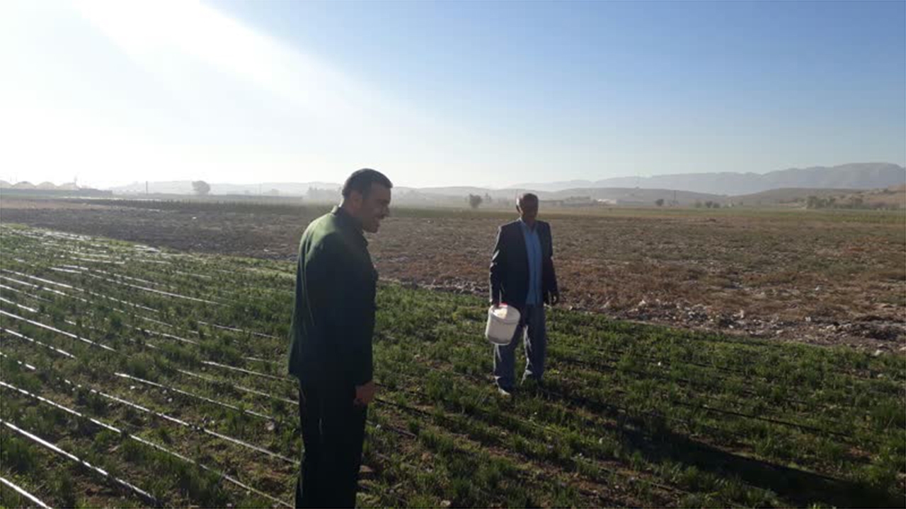 اشتغال‌زایی بسیج سازندگی درکشت زعفران شهرستان کازرون