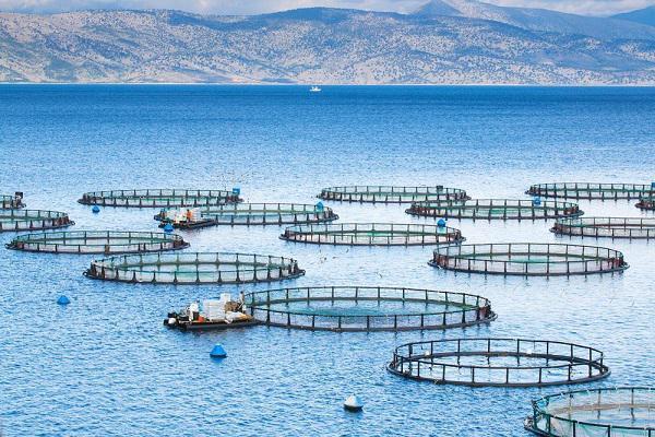 تولید ماهی در قفس های دریایی به ۴۵۰۰ تن می‌رسد