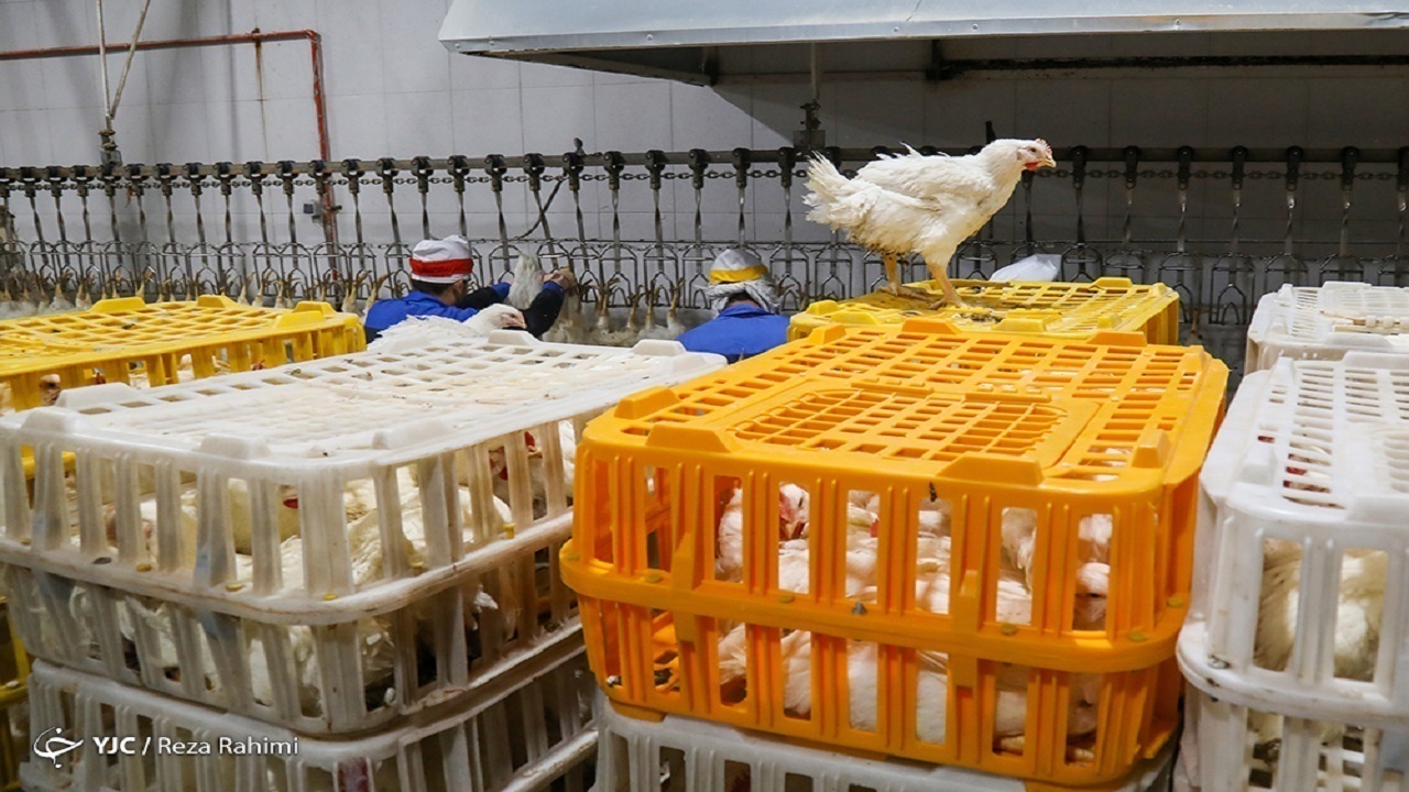 روزانه ۶ هزار و ۵۰۰ تا ۷ هزارتن مرغ گرم در سطح کشور توزیع می‌شود