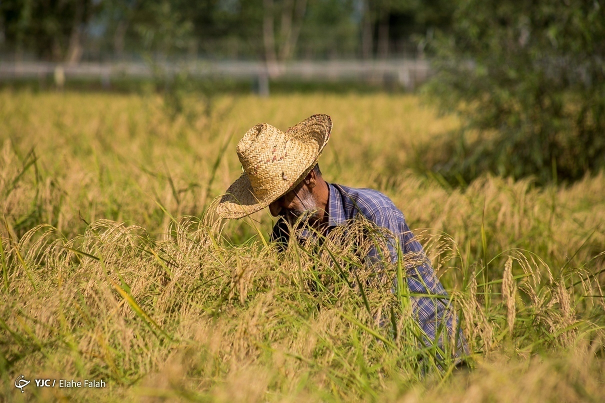 حرکت در مسیر تولید غذای سالم با کشت بدون سم برنج