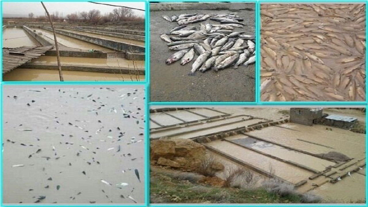 خسارات سیل کارآفرینان پرورش ماهی چه زمانی پرداخت می‌شود؟