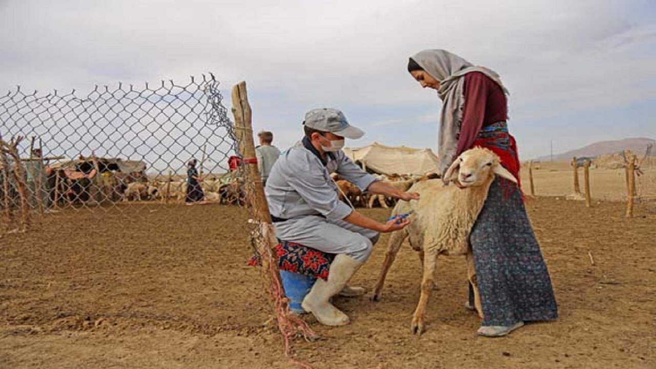 خدمات رایگان دامپزشکی بوشهر به روستائیان و عشایر