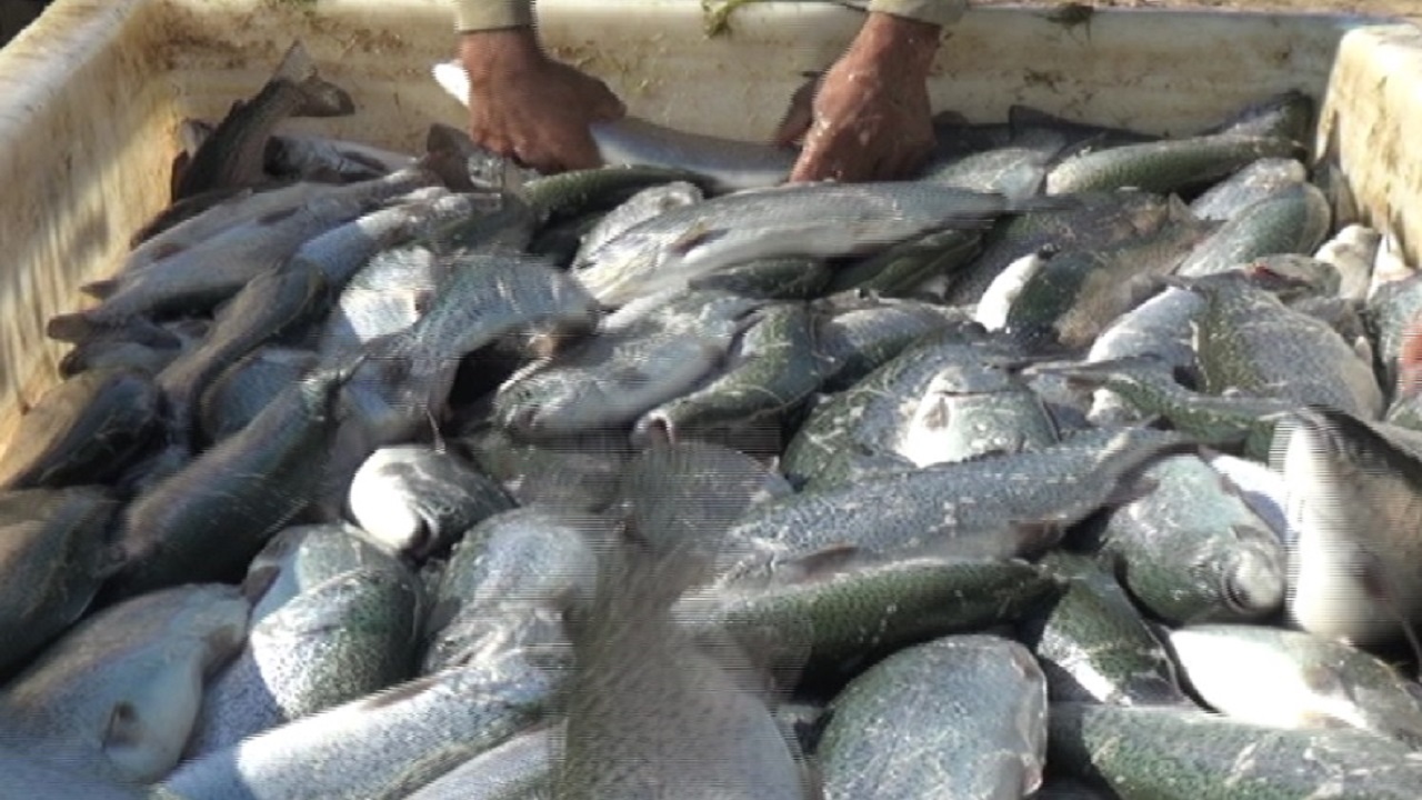 برداشت ماهیان سردآبی از استخرهای پرورش ماهی در هیرمند