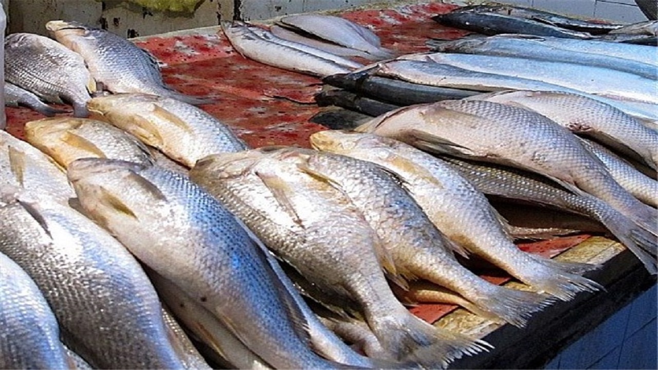 تولید ۱۲ میلیون قطعه بچه ماهی در اردبیل