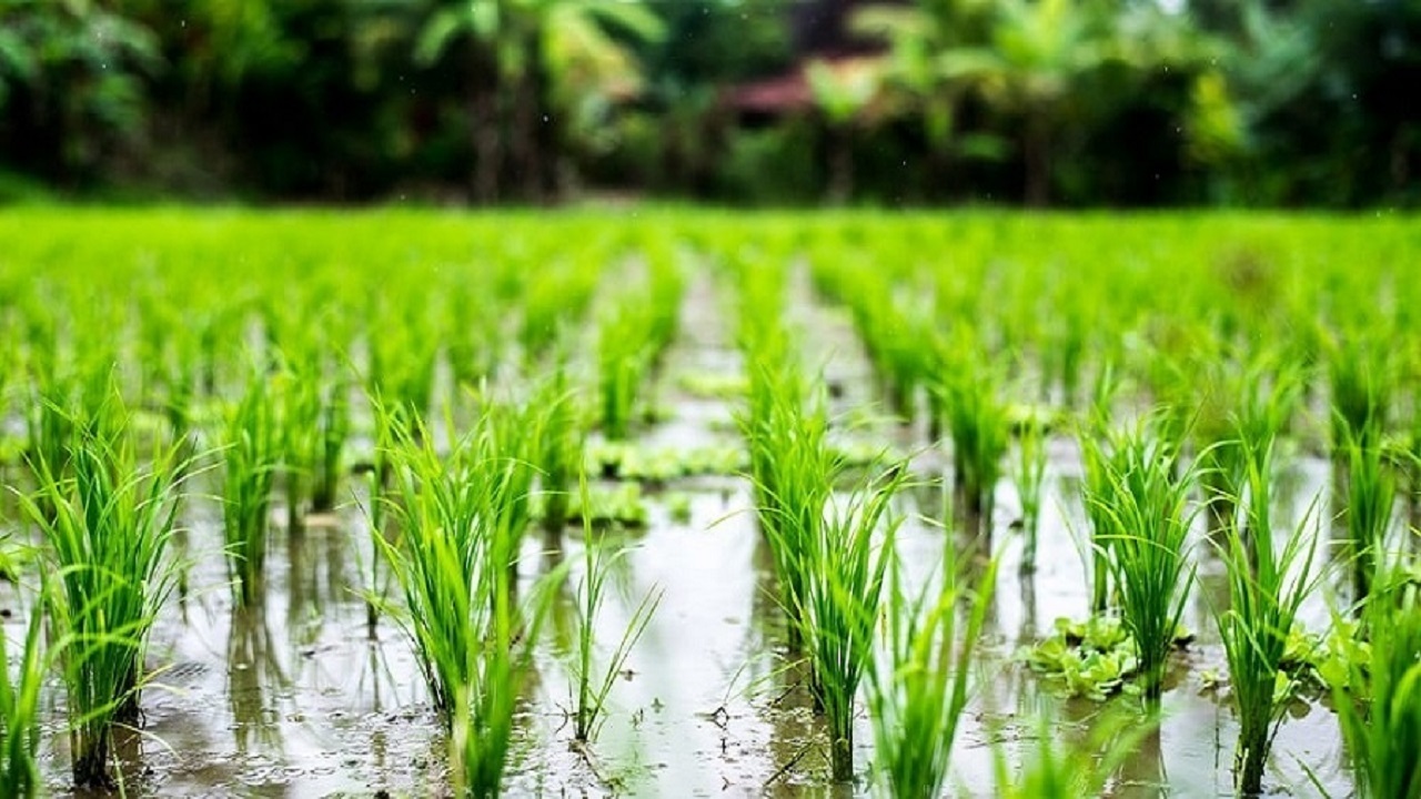 زمین شالی برنج