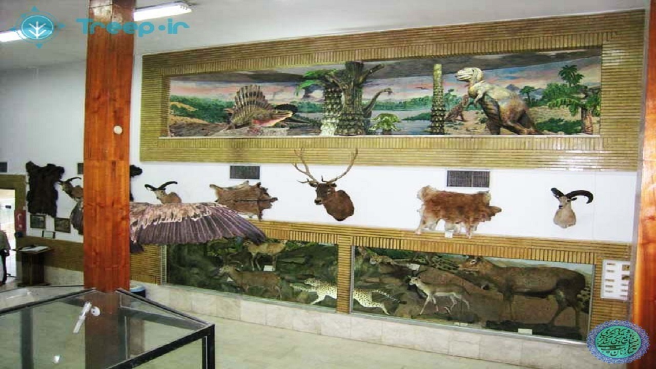 بازدید از موزه تاریخ طبیعی زنجان به مناسبت دهه فجر