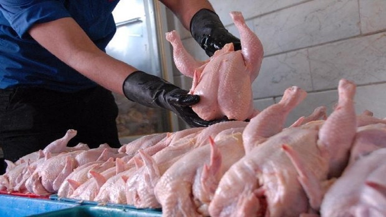 خریداری ۱۷۵ تن مرغ مازاد در استان قزوین