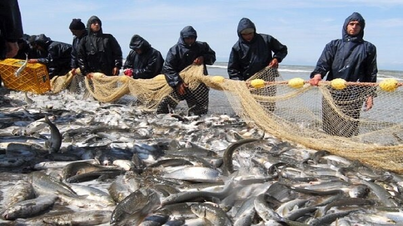 افزایش ۳۳درصد صید ماهی در گیلان