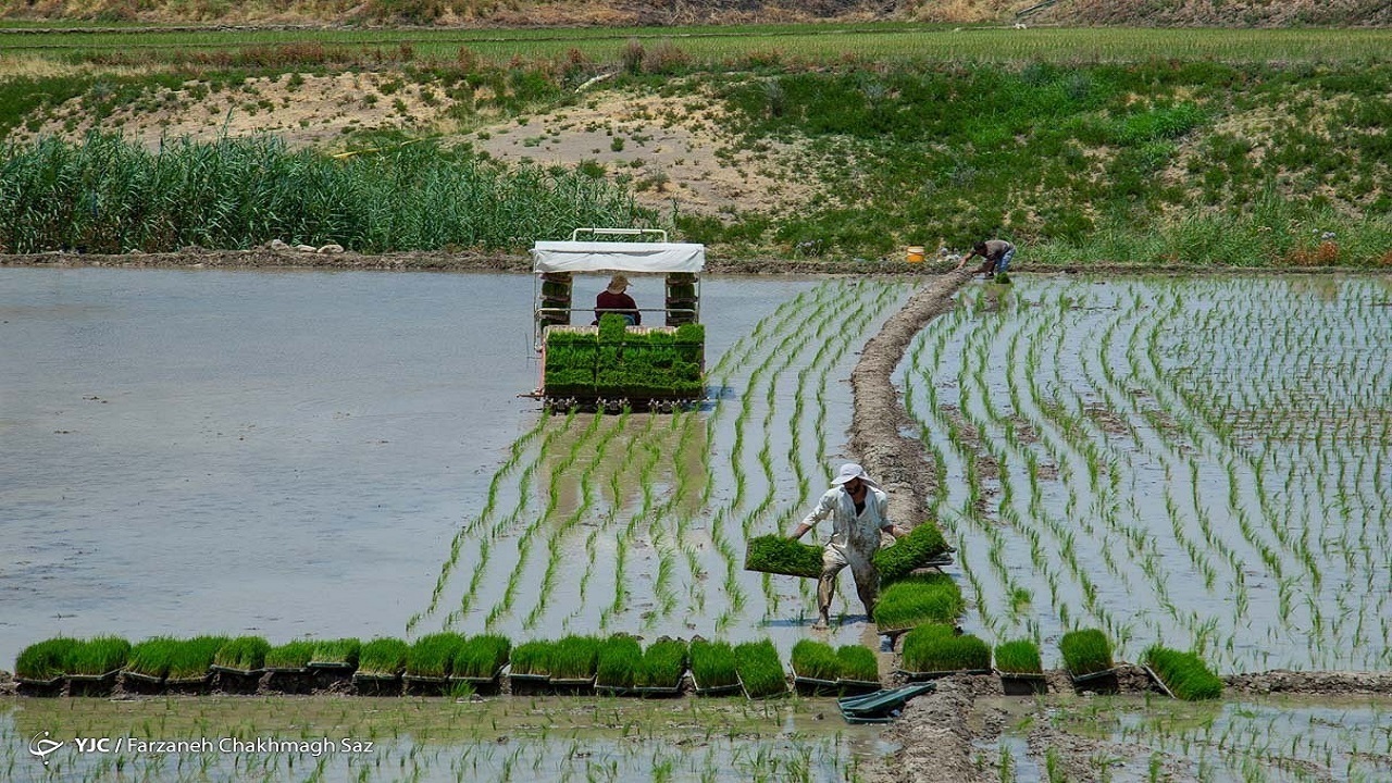 پروژه زهکشی اراضی شمال در راستای خودکفایی برنج انجام می شود