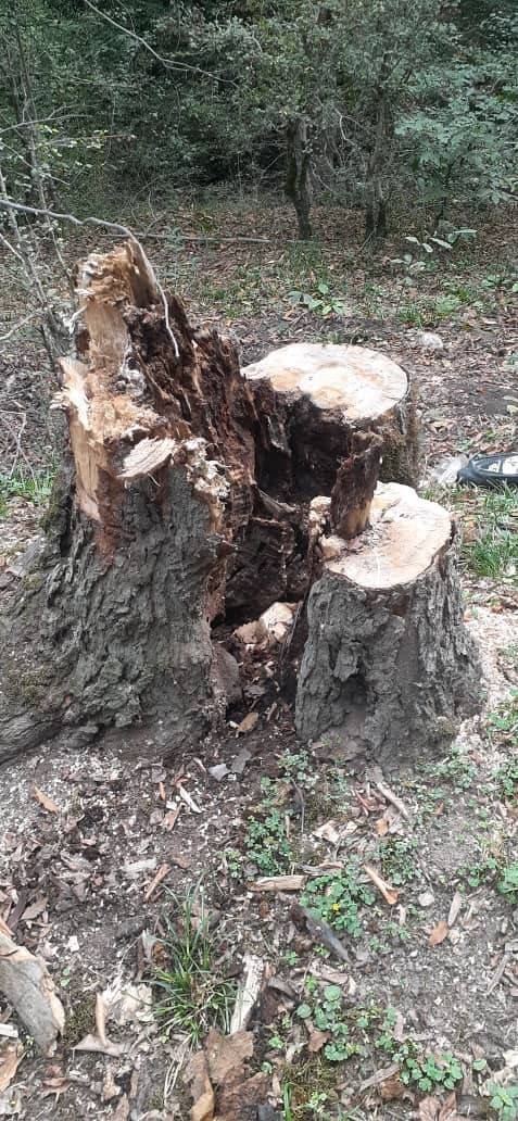جنگل‌های هیرکانی روستای ناعلاج