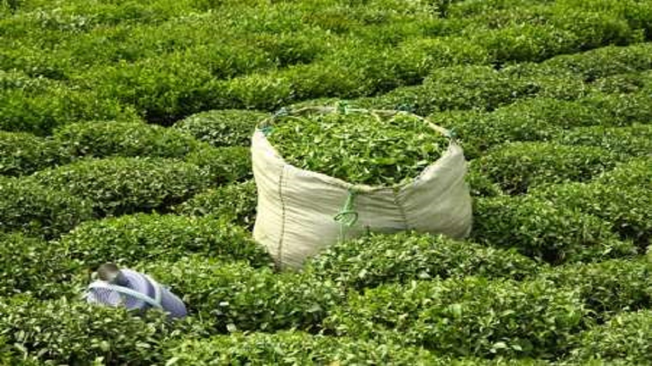 تنظیم بازار چای به بخش خصوصی واگذار شد