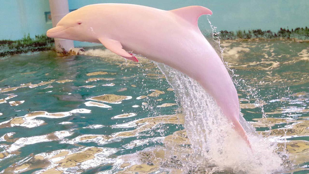 دلفین‌های صورتی در آب‌های آمازون + فیلم