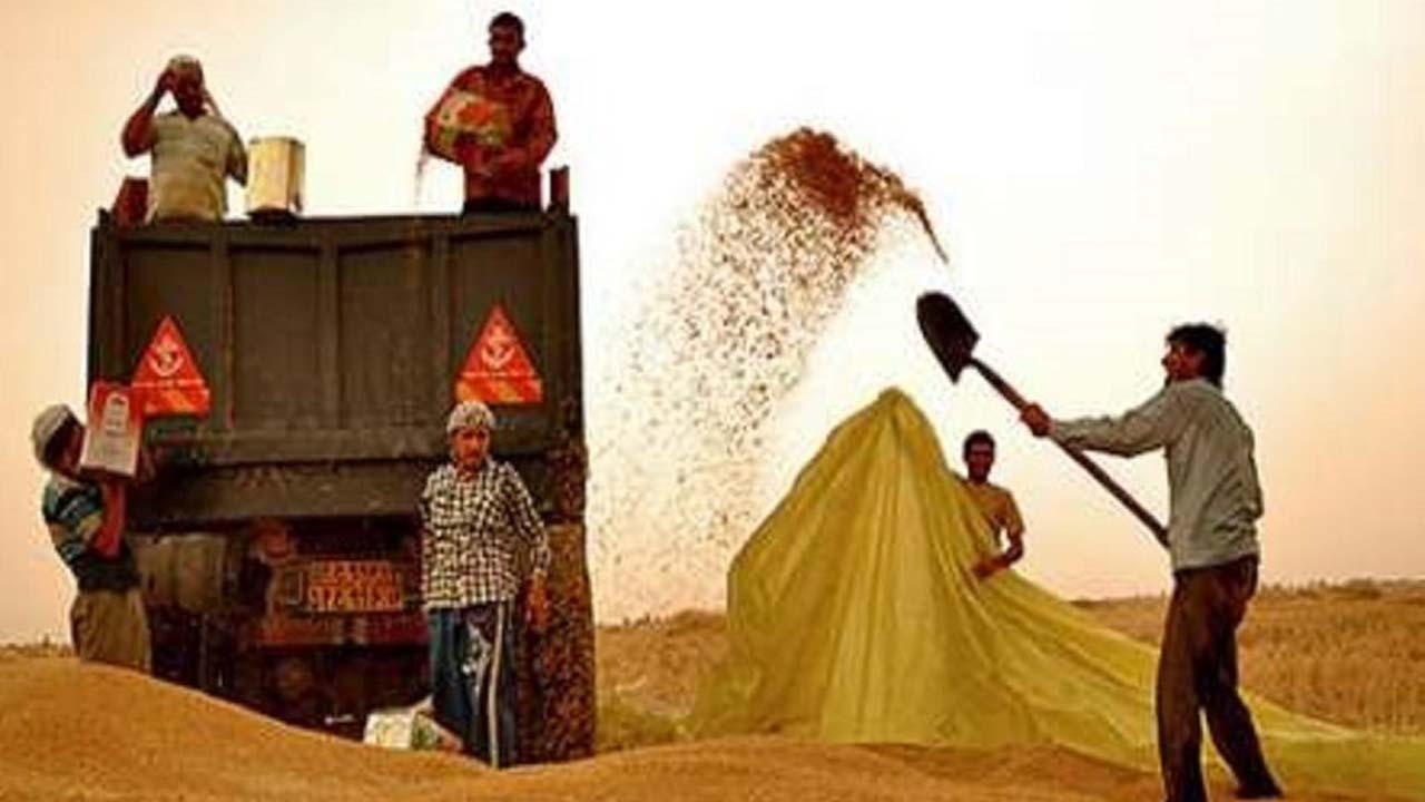 خرید ۱۵۲ هزار تن گندم از کشاورزان مازندرانی