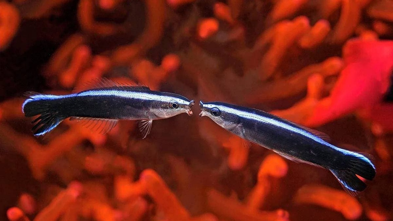 ماهی‌ها می‌توانند خودشان را در عکس‌ها تشخیص دهند