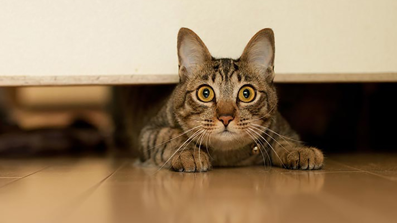 رفتار عجیب گربه‌ها لحظاتی قبل از زلزله + فیلم