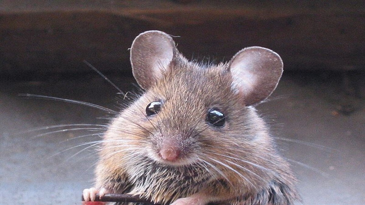 تربیت موش‌ها برای شناسایی بیماری سل + فیلم
