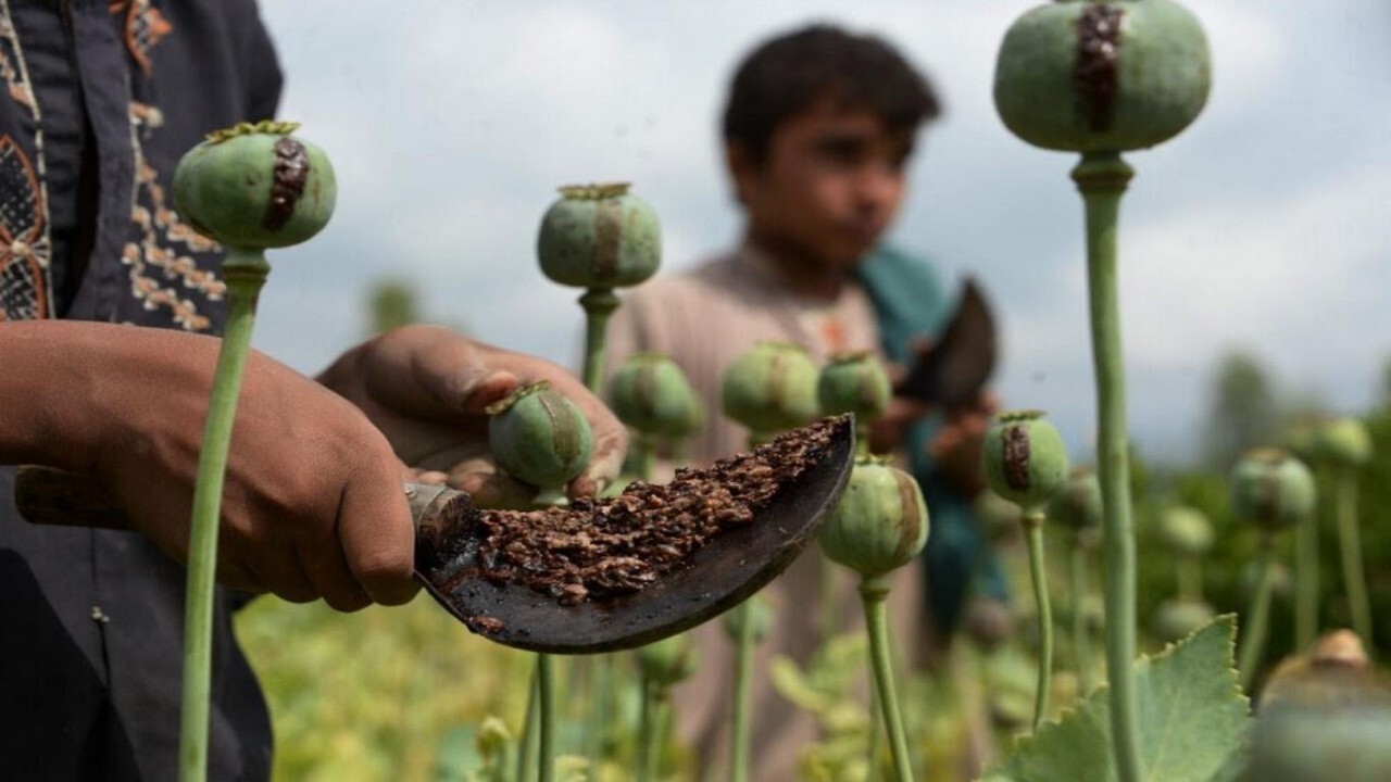 افغانستان تولید کننده ۸۰ درصد مواد مخدر در جهان