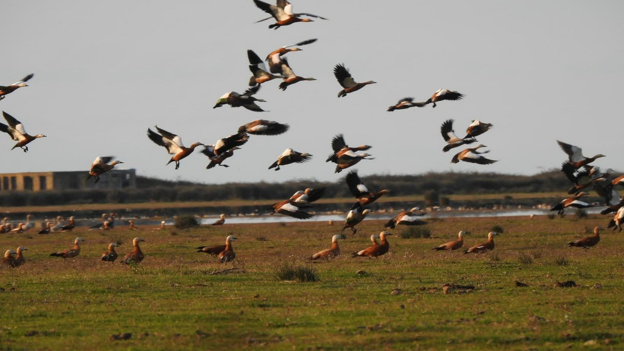 افزایش مهاجرت پرندگان آبزی و کنار آبزی به پارک بوجاق گیلان