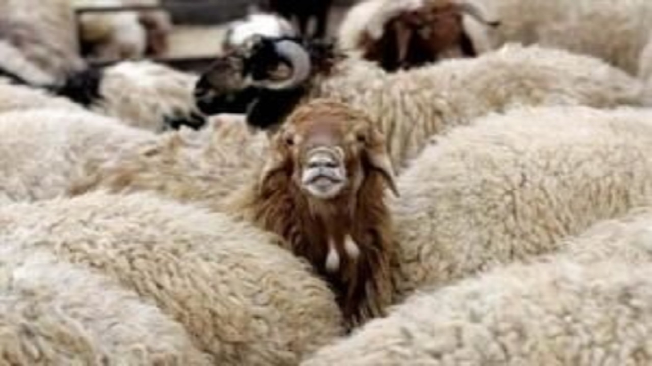 احتمال تداوم افزایش قیمت گوشت گوسفندی در بازار