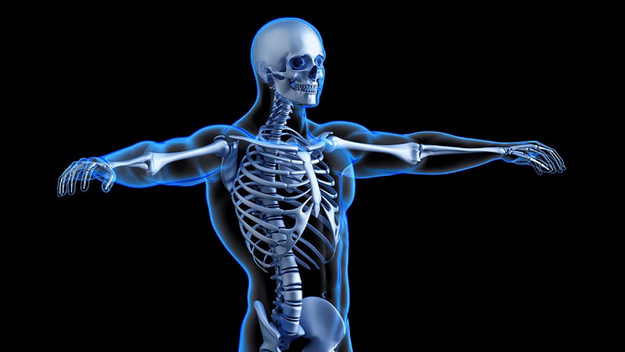 Bones system. Скелет человека. Скелет анатомия. Сеилео человека. Скелет XTK.