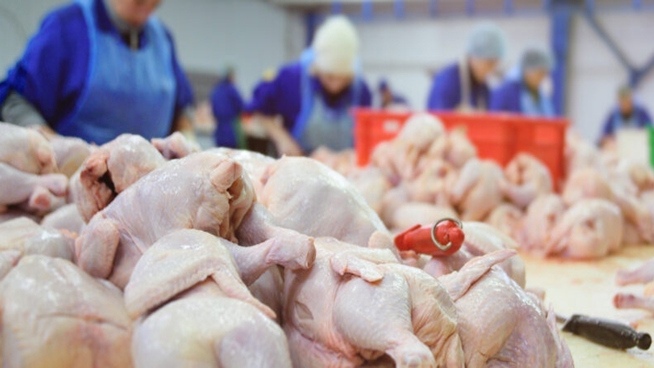تولید روزانه یک هزار تن گوشت مرغ در مازندران