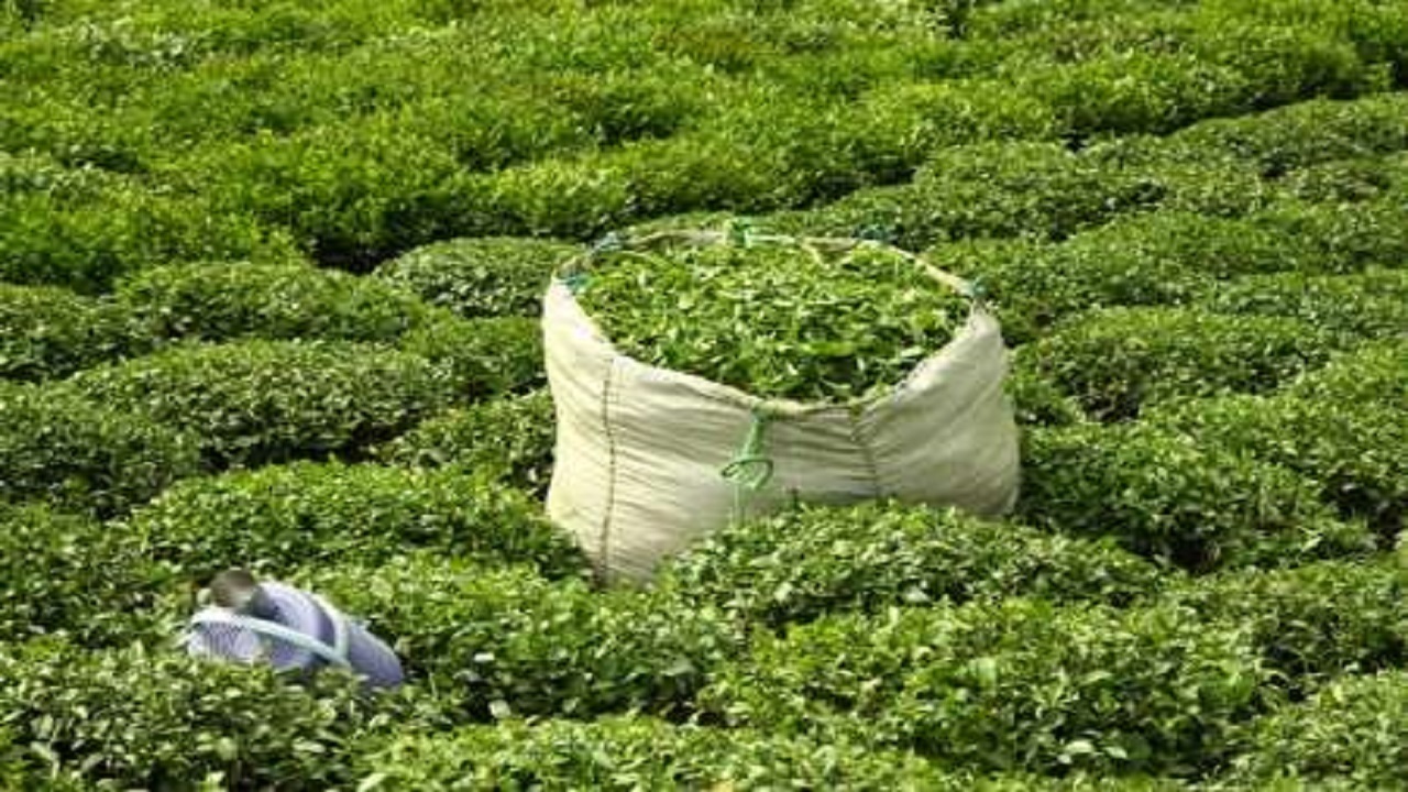 خرید چای ایران از سریلانکا متوقف شد