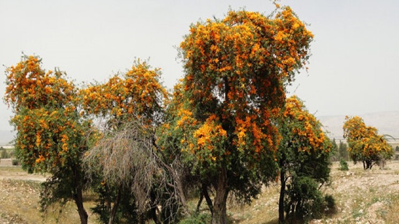 انار شیطان از زیباترین درختان استان بوشهر+تصاویر