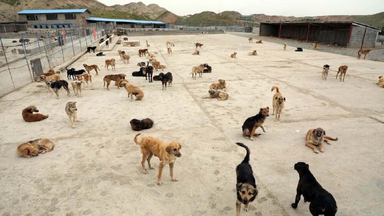 بهره برداری از مرکز نگهداری سگ‌های بلاصاحب با ظرفیت ۷۰۰ قلاده در شرق پایتخت