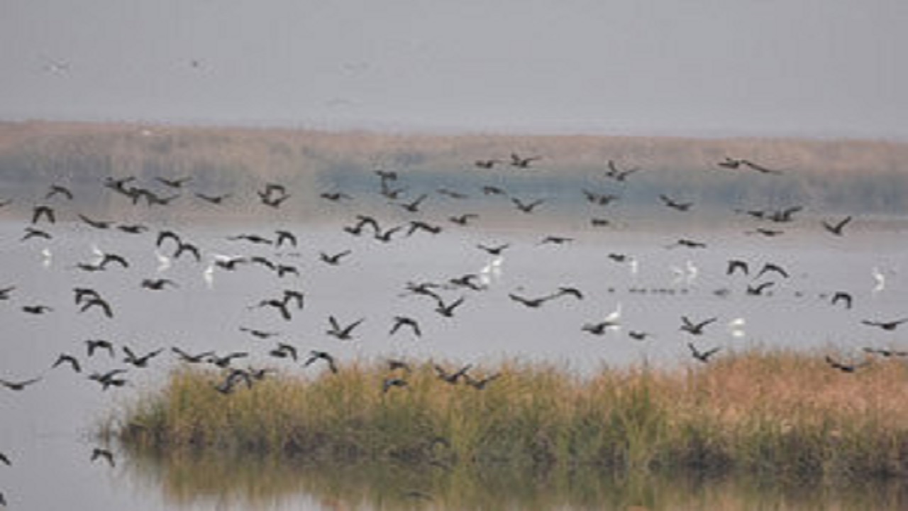 حضور پرندگان مهاجر در تالاب بین المللی هامون