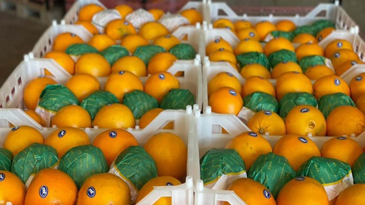 صادرات پرتقال ایرانی به چین برای اولین بار