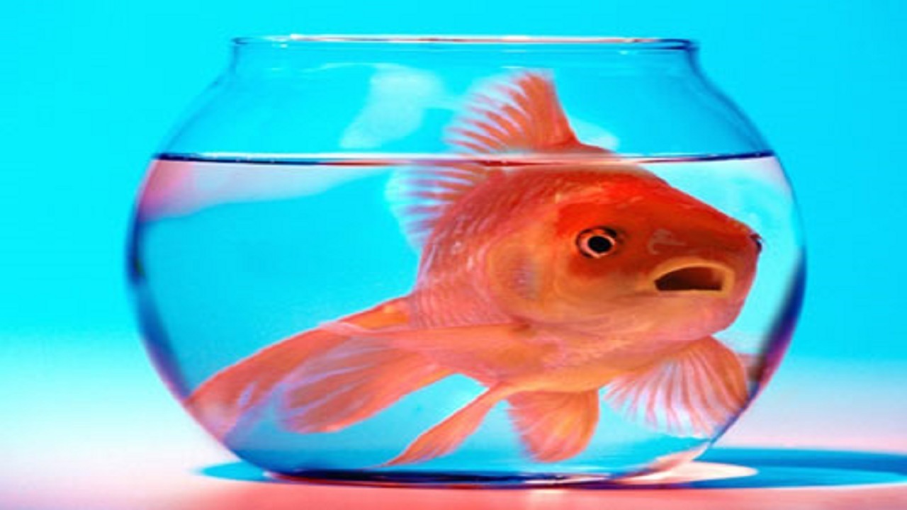 اگر ماهی قرمز می‌خرید، بخوانید +اینفوگرافیک