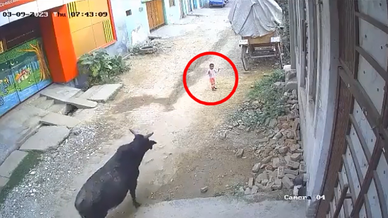 حمله یک گاو به پسربچه خردسال + فیلم